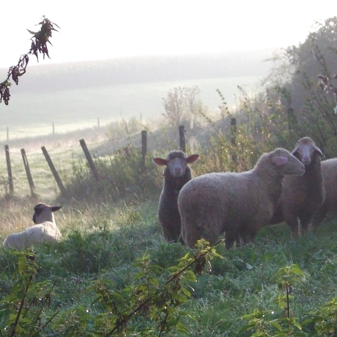 Schafe auf einer nebligen Weide als Sinnbild für kühle, frische Luft