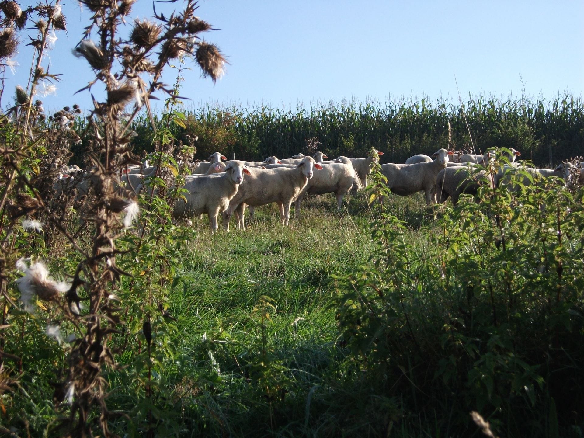 Herde der Schäferei Engel auf einer grünen Weide bei Biberach
